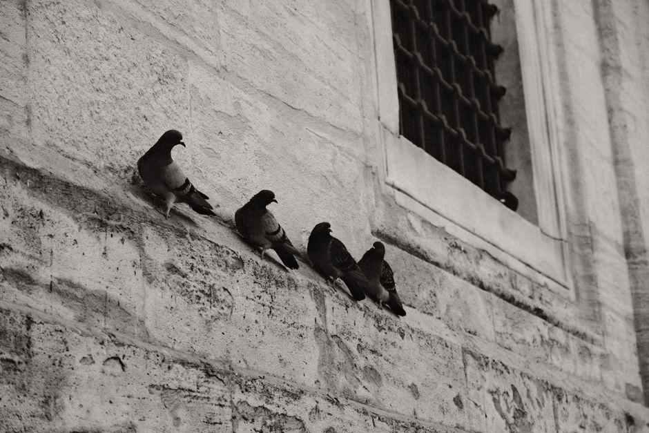Bird Proofing