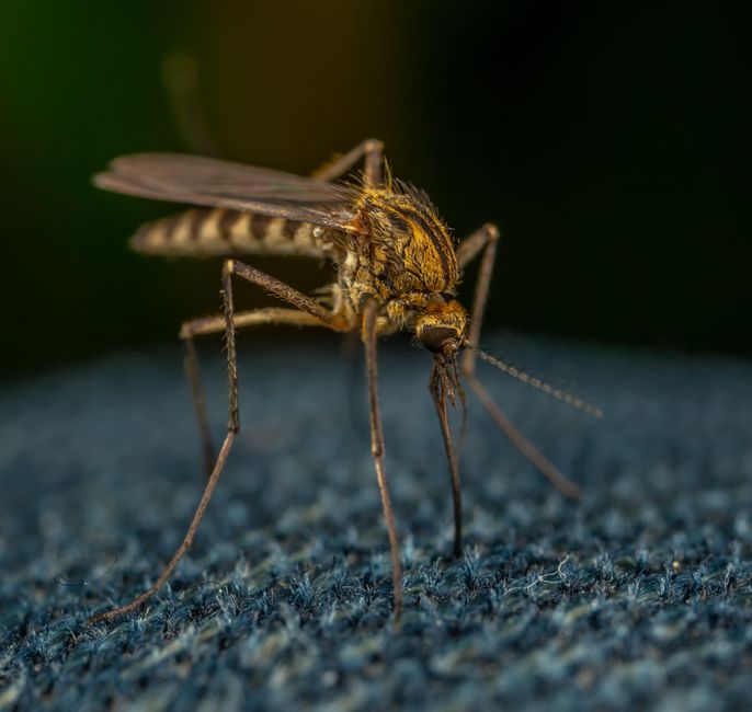 Mosquito Control