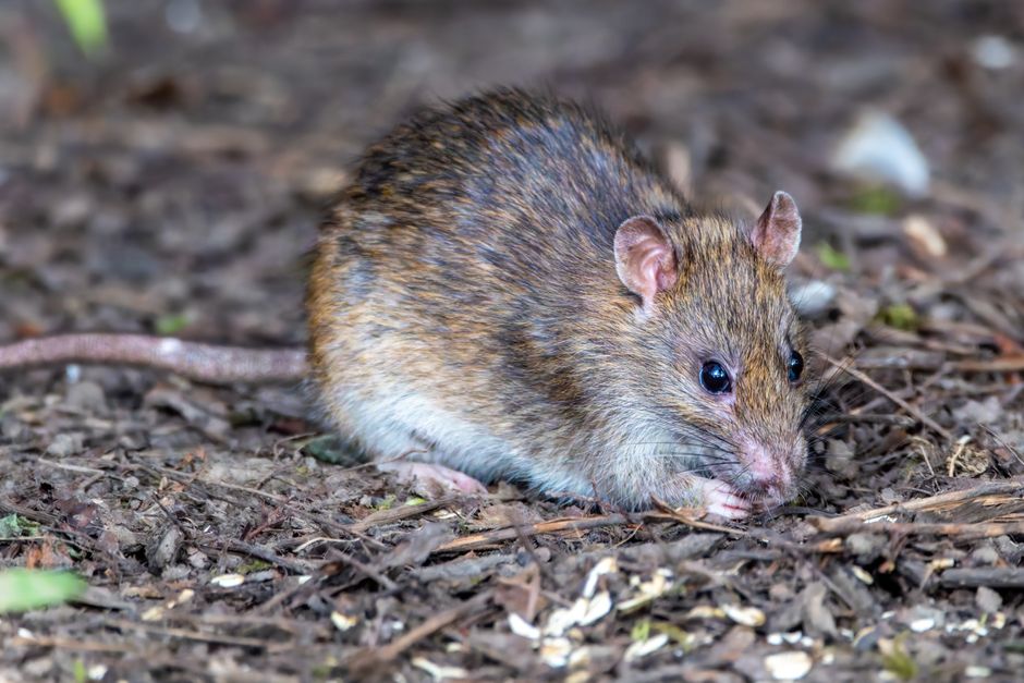 Rodent Control